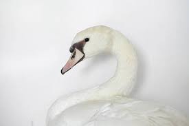 Attēlu rezultāti vaicājumam “Cygnus olor”