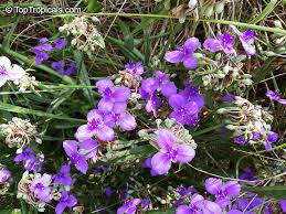 Attēlu rezultāti vaicājumam “Tradescantia virginiana flower”