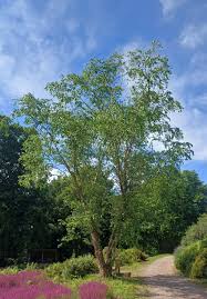 Attēlu rezultāti vaicājumam “Betula humilis”