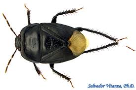 Attēlu rezultāti vaicājumam “Cydnidae”