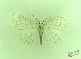 Attēlu rezultāti vaicājumam “Cabera exanthemata”