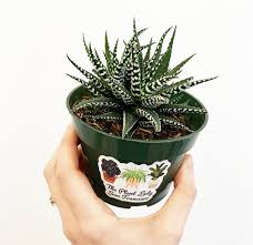 Image result for Haworthia
