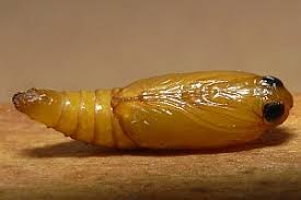 Attēlu rezultāti vaicājumam “Ancylis laetana”