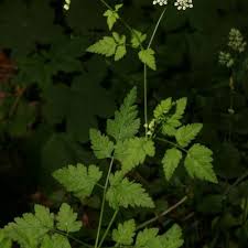 Attēlu rezultāti vaicājumam “Chaerophyllum aromaticum”