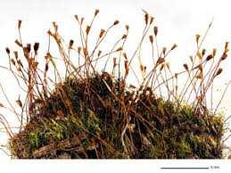 Attēlu rezultāti vaicājumam “Dicranella crispa”