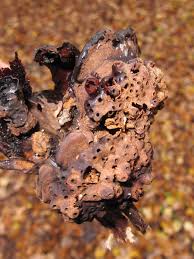 Attēlu rezultāti vaicājumam “Agathomyia wankowiczii”