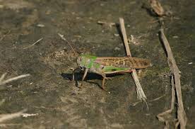 Attēlu rezultāti vaicājumam “Acrididae”