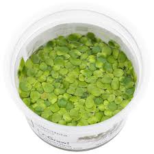 Attēlu rezultāti vaicājumam “Spirodela polyrhiza”