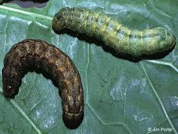 Attēlu rezultāti vaicājumam “Mamestra brassicae larva”