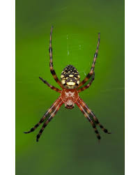 Attēlu rezultāti vaicājumam “Paidiscura pallens eggs”