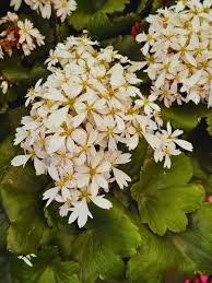 Attēlu rezultāti vaicājumam “Saxifraga cymbalaria flower”