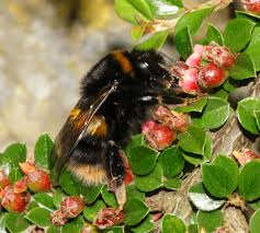 Attēlu rezultāti vaicājumam “Bombus terrestris”