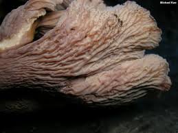 Attēlu rezultāti vaicājumam “Gomphus clavatus”