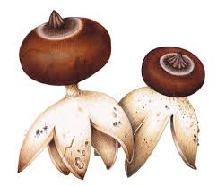 Attēlu rezultāti vaicājumam “Geastrum”