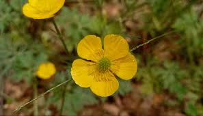 Attēlu rezultāti vaicājumam “Ranunculus polyanthemos”