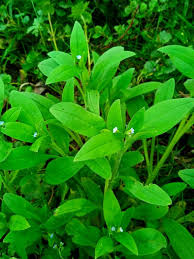 Attēlu rezultāti vaicājumam “Myosotis sparsiflora leaf”