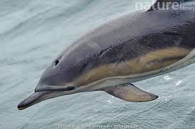 Image result for Delphinus delphis