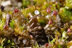 Attēlu rezultāti vaicājumam “Scapania irrigua”