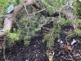 Attēlu rezultāti vaicājumam “Pinus banksiana”