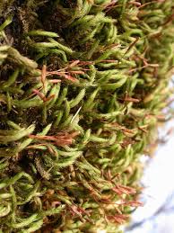 Attēlu rezultāti vaicājumam “Leucodon sciuroides”