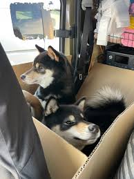 「青森あこ アニマル横町」の画像検索結果