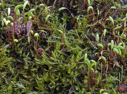 Attēlu rezultāti vaicājumam “Hygroamblystegium humile sporophyte”