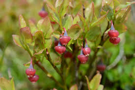 Attēlu rezultāti vaicājumam “Vaccinium myrtillus”