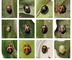 Attēlu rezultāti vaicājumam “Adalia bipunctata imago”