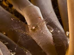 Attēlu rezultāti vaicājumam “Badhamiopsis praetermissa sessile”