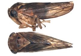 Attēlu rezultāti vaicājumam “Tettigoniodea”