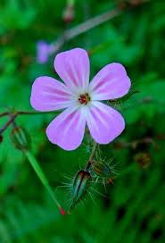 Attēlu rezultāti vaicājumam “Geranium robertianum flower”