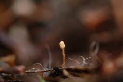 Attēlu rezultāti vaicājumam “Heyderia abietis”