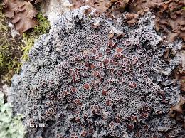 Attēlu rezultāti vaicājumam “Cribraria rubiginosa”