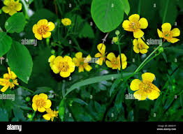 Attēlu rezultāti vaicājumam “Ranunculus auricomus flower”