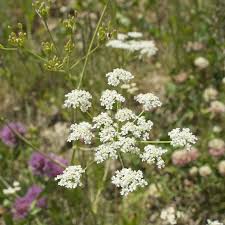 Attēlu rezultāti vaicājumam “Carum carvi flower”