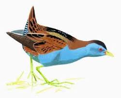 Image result for Porzana parva