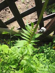 Attēlu rezultāti vaicājumam “Valeriana officinalis leaf”