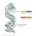 <b>DNA</b> is a double helix formed