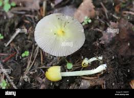 Attēlu rezultāti vaicājumam “Bolbitius vitellinus”