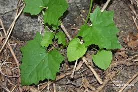 Attēlu rezultāti vaicājumam “Bryonia alba leaf”