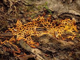 Attēlu rezultāti vaicājumam “Hemitrichia serpula macro”