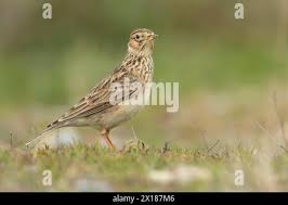Attēlu rezultāti vaicājumam “Alauda arvensis adult”