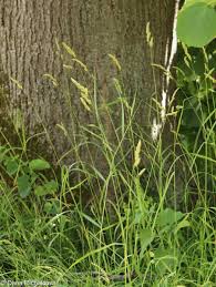 Attēlu rezultāti vaicājumam “Dactylis glomerata subsp. glomerata”