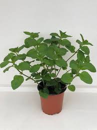Image result for Menta x piperita