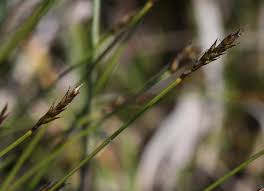 Attēlu rezultāti vaicājumam “Carex davalliana”