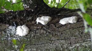 Attēlu rezultāti vaicājumam “Reticularia jurana”