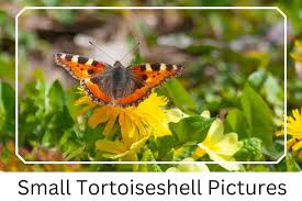 Image result for Small Tortoiseshell