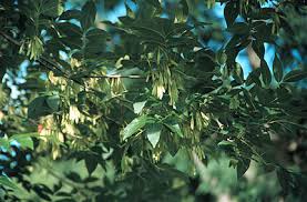 Attēlu rezultāti vaicājumam “Fraxinus pennsylvanica”