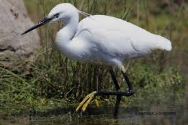 Image result for Egretta garzetta