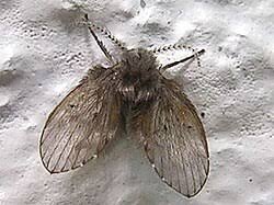 Attēlu rezultāti vaicājumam “Nematocera”